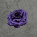 Künstlicher 10cm dunkelila Rosenkopf aus Seide für Hochzeit und DIY-Floristik - Dunkellila