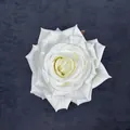 Elegante weiße künstliche Rosenköpfe mit Seidenblättern für DIY Hochzeitsdekoration - Weiß