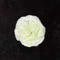 Cabeza de clavel artificial de seda marfil para decoración de bodas y manualidades DIY - Blanco Roto