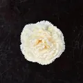 Cabeza de clavel artificial hecha a mano blanco crema para decoración de bodas DIY - Champán