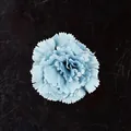 Cabeza de clavel artificial azul claro con pétalos de tela en capas realistas - Azul