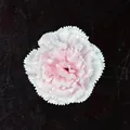 Cabeza de clavel artificial de seda en degradado rosa y blanco para decoración DIY - Rosa