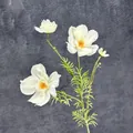 Weiße künstliche Kosmos-Seidenblume mit 4 Blütenköpfen und gelber Blütenmitte - Weiß