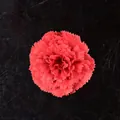 Fleur d'oeillet artificielle rouge en soie pour décorations de mariage et loisirs créatifs - Rouge