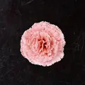 Tête d'œillet artificiel rose avec pétales délicats en tissu dentelé - Cappuccino