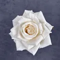 Eleganter cremeweißer künstlicher Rosenkopf aus Seide mit realistischer Textur für Hochzeiten - Champagner
