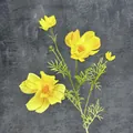 Künstliche 4-köpfige gelbe Kosmosblume mit realistischen Seidenblättern und Stielen - Gelb