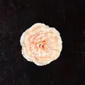 Tête d'œillet artificiel rose orangé pâle avec pétales en soie réalistes et doux - Chair
