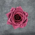 Single realistic dark pink gradient rose head with fine fabric petal texture - Burgundy