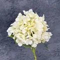 Single realistic cream white hydrangea stem with large flower head and green leaves - Champagne