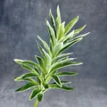 Künstlicher Dracaena-Zweig mit bunt gemusterten grün-weißen langen Blättern - Weißrandiger Lily Bambus
