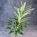 Künstlicher Dracaena-Zweig mit grün-gelb gefleckten Blättern auf grauem Hintergrund - Tiger-Muster Lily Bambus