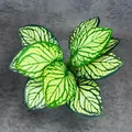 Künstliche Dieffenbachia-Pflanze mit grünen Blättern und gelben Adern für Wohndekor - Grün Geädeter Phönix