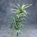 Artificial variegated Pleomele plant with green and cream striped leaves in detail - White and Green Lily Bamboo