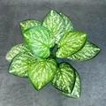 Künstliche Caladium-Pflanze mit grünen Blättern und weißen Adern für Heimdekoration - Gemusterter Rand Phönixschwanz