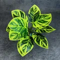 Künstliche Calathea-Pflanze mit gelb-grünen Blättern und dunkelgrünen Blattadern - Grünes Herz Phönixschwanz