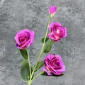 Artificial purple-red Eustoma branch with three blooming flowers and one green bud - 4-Head / Purplish Red