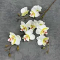 Realistic white 3D butterfly orchid stem with yellow centers on textured background - White Yellow