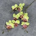 Realistic light green 3D orchid spray with purple labellum on a gray background - Green