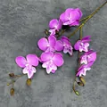 Enkele steel van 10-koppige 3D paarse en witte orchideeën met realistische knoppen - Paars