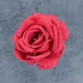 Artificial deep red velvet rose head with realistic layered fabric petals for decor - Red