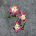 Kunstmatige klimlelie met drie roze-witte verloopbloemen op een donkere achtergrond - Paarsrood