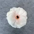 Elegant white artificial silk peony flower head with realistic layered petals - Champagne