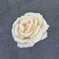 Single cream white artificial silk rose head with layered petals on grey textured background - Champagne