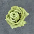 Single 11cm Morandi green artificial rose head in silk for wedding and DIY decoration - Green