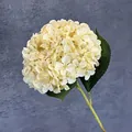 3D-Druck Künstliche Hortensie in Cremegelb mit 216 Blütenblättern und grünen Blättern - Champagner