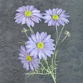 Fiore di cosmo artificiale viola lavanda con quattro teste di seta e boccioli - Blu