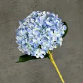 Ortensia blu artificiale stampa 3D con foglie verdi e petali realistici e dettagliati - Blu