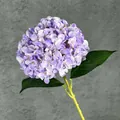 Ortensia viola 3D realistica con petali vivaci e foglie verdi per decorazioni - Viola