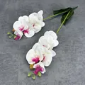 Two stems of white Phalaenopsis orchids with magenta centers and green buds on gray cloth - White Purple Bird