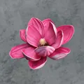 Künstliche tiefrosa EVA-Magnolienblüte mit weißen Kanten in voller Blüte - B2--13cm1 Größe