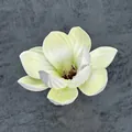 Realistische cremeweiße EVA-Magnolienblüte mit detaillierten Blütenblättern und Staubfäden - B12--13cm2 Größe