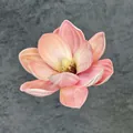 Realistischer rosa und gelber EVA-Magnolienblütenkopf mit strukturierter Optik - B1--13cm3 Größe