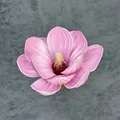 Rosa Kunst-Magnolienblüte aus EVA-Schaum für Haarstyling und Heimdekorationen - B3--13cm6 Größe