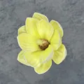 Künstliche gelbe Magnolienblüte aus EVA mit realistischen Schichten und weichen weißen Kanten - 13cm / Zartgelb mit Weißem Rand (Nr. 12)