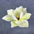 Realistischer 13cm EVA Magnolienblütenkopf mit creme-gelbem Farbverlauf und braunen Staubblatt - C12--15cm2 Größe