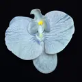Artificial light blue orchid flower head with realistic petals and yellow stamen detail - Phalaenopsis Flower Head - Large / 11.5CM / Haze Blue