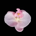 Artificial orchid flower head with pink gradient petals and realistic silk texture - Phalaenopsis Flower Head - Large / 11.5CM / Pink