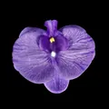 Realistic artificial purple orchid flower head with detailed texture on black background - Phalaenopsis Flower Head - Large / 11.5CM / Deep purple