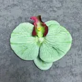 Artificial light green orchid flower head with realistic veins and dark red core - Phalaenopsis Flower Head - Large / 11.5CM / Light Green