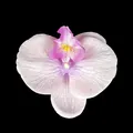 Artificial light purple phalaenopsis orchid head with yellow pistil on black background - Phalaenopsis Flower Head - Large / 11.5CM / Purple Pink