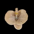 Artificial champagne orchid head with realistic vein textures for wedding DIY crafts - Phalaenopsis Flower Head - Large / 11.5CM / Light Coffee