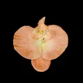 Artificial Phalaenopsis orchid flower head in coral pink gradient for wedding DIY - Phalaenopsis Flower Head - Large / 11.5CM / Coral