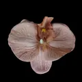 Pinkish brown artificial orchid flower head with realistic vein texture on black background - Phalaenopsis Flower Head - Large / 11.5CM / Dark Coffee