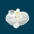 Artificial white orchid flower head with realistic yellow core for wedding DIY decor - Phalaenopsis Flower Head - Small / 9.5CM / White