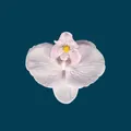 Artificial light purple orchid head with pink spots and yellow lip for DIY wedding decor - Phalaenopsis Flower Head - Small / 9.5CM / Water Pink